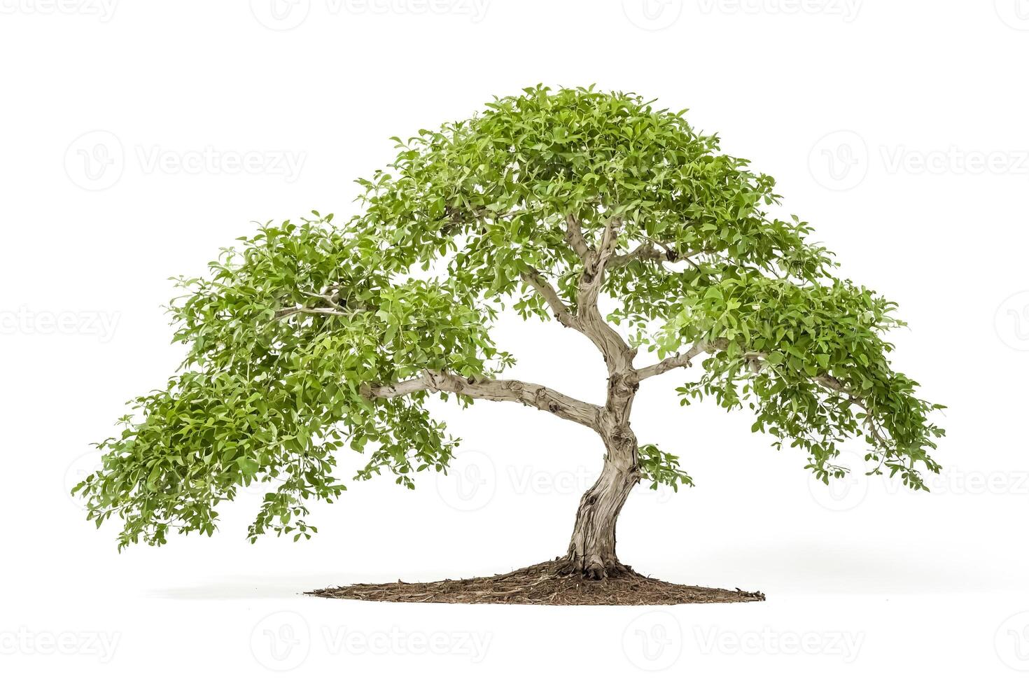 Green Bonsai Tree Isolated on White Background photo