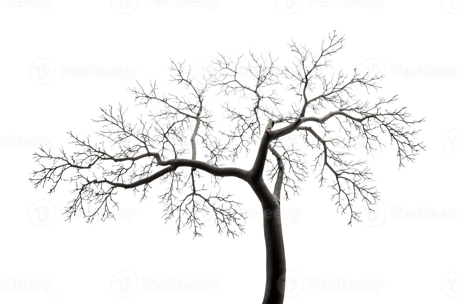 Silhouette of a Bare Tree Branch on a White Background photo