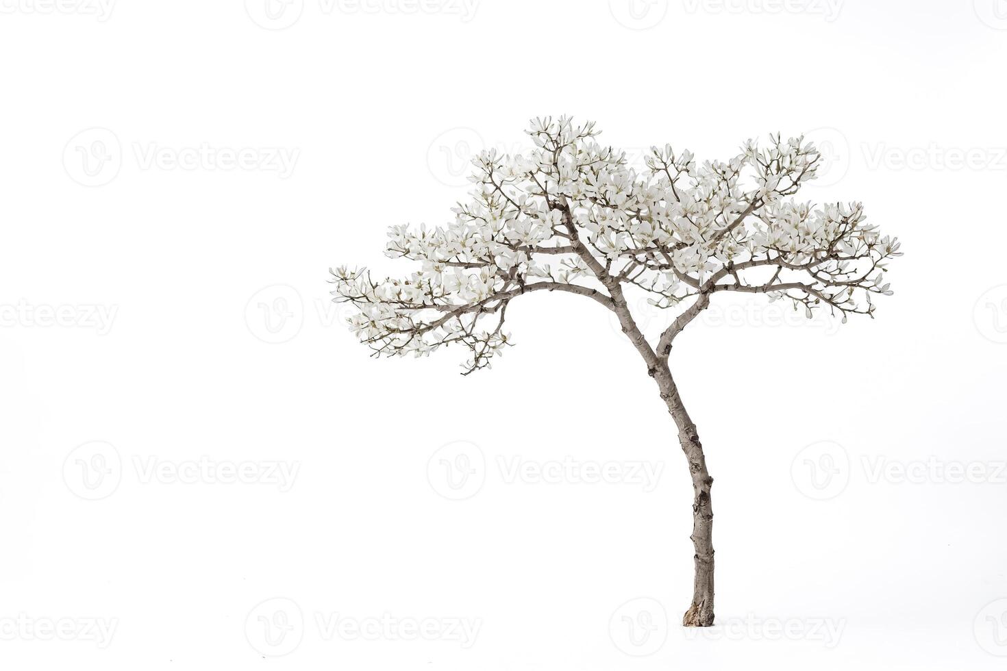 Blooming Magnolia Tree on White Background photo