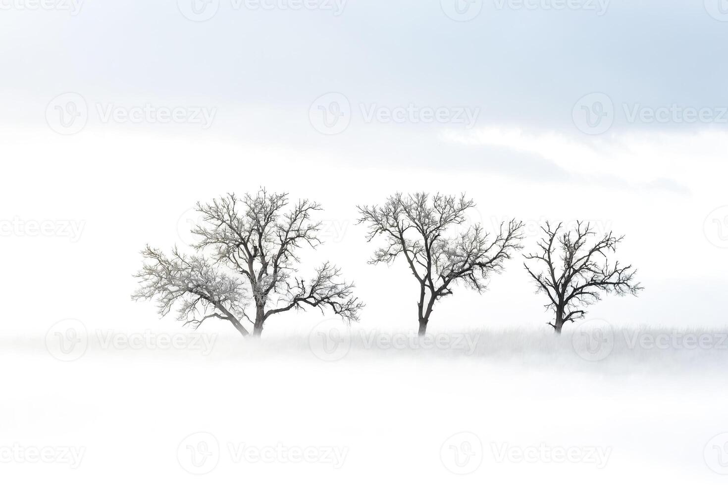 Three Trees in a Foggy Field photo