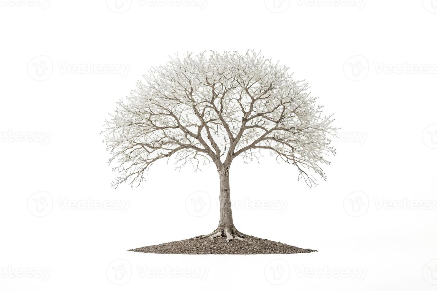 Bare Tree with White Background photo