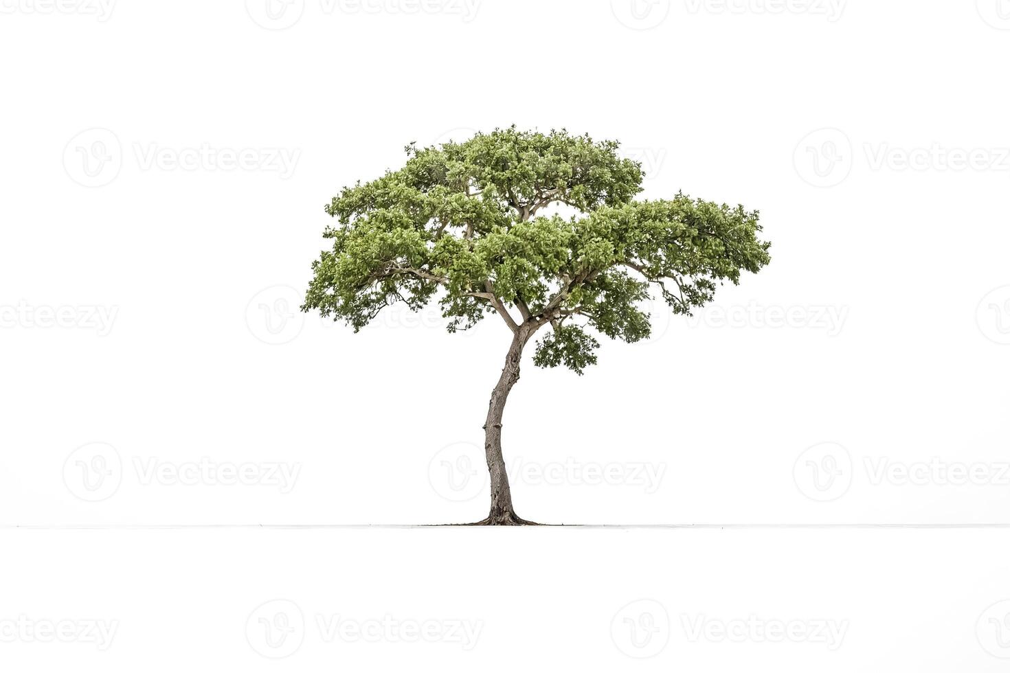 Single Green Tree Isolated On White Background photo