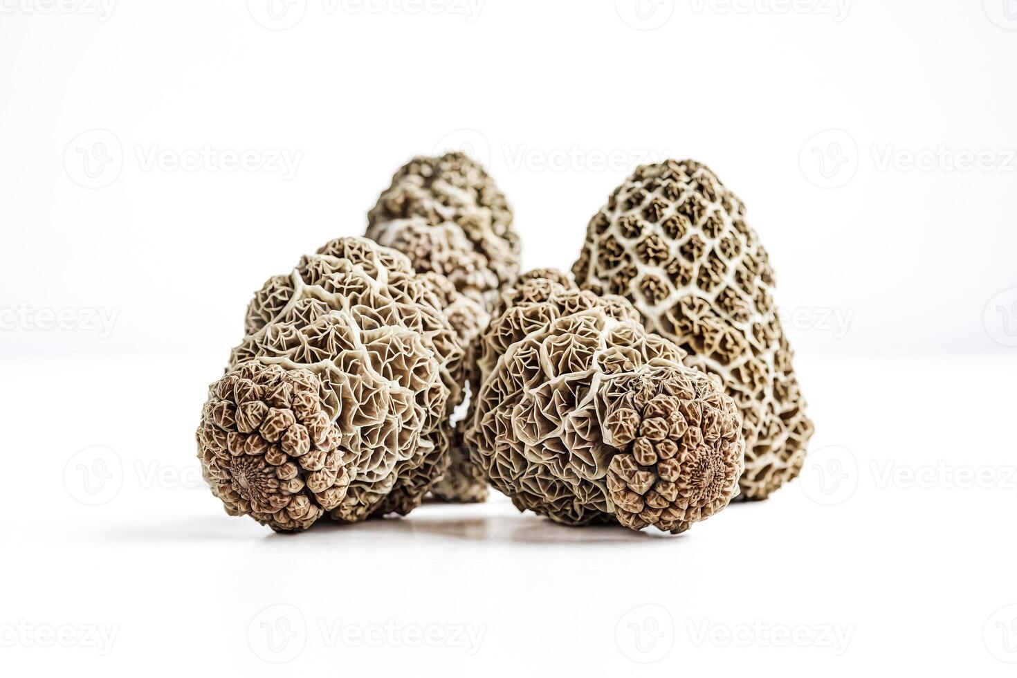 Close-up of Morel Mushrooms photo