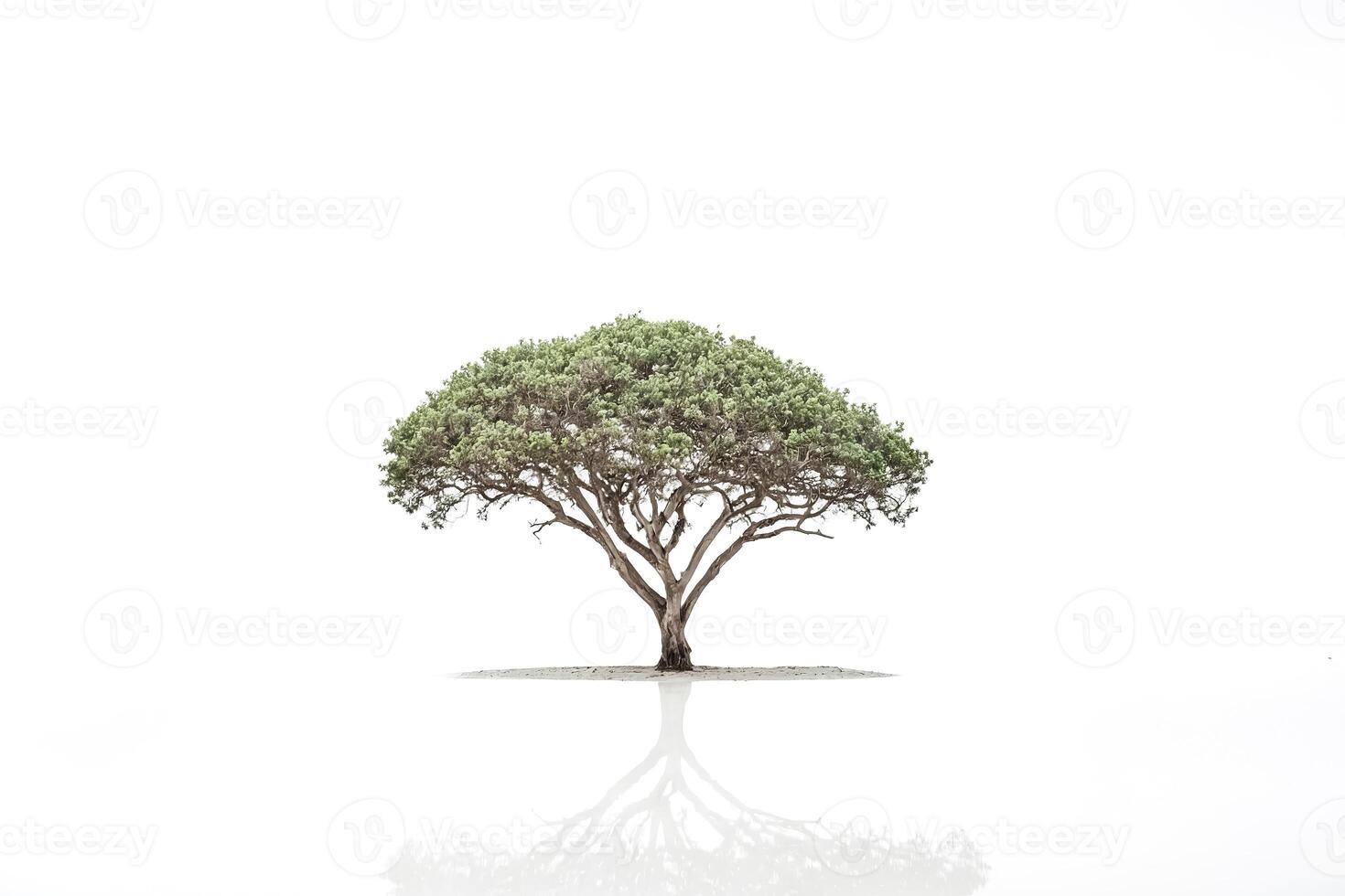 Single Tree Reflection on White Background photo
