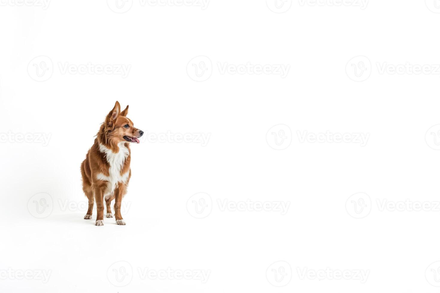 Red and white dog looking to the right on a white background photo