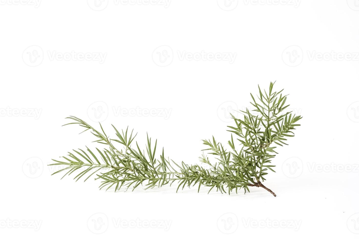 Single Rosemary Sprig Isolated on White Background photo