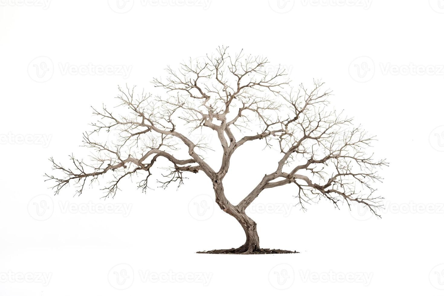 Dead tree isolated on white background photo