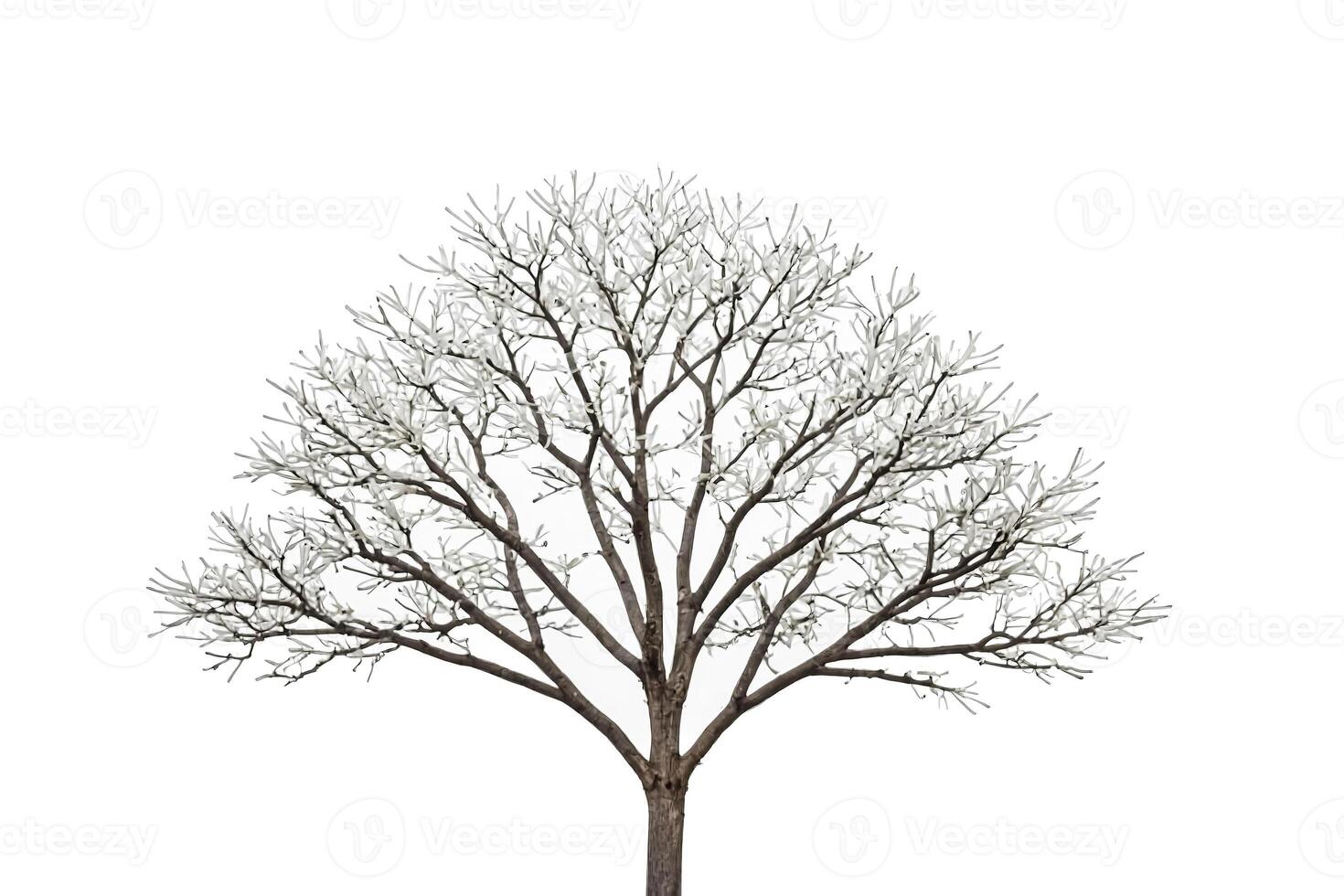 Bare Tree Silhouette Against White Background photo