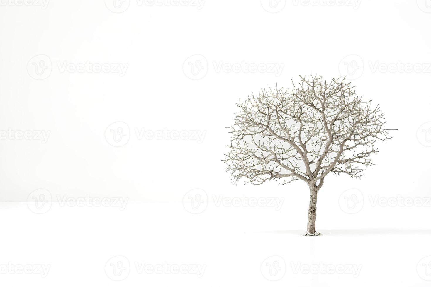 Bare Tree On A White Background photo
