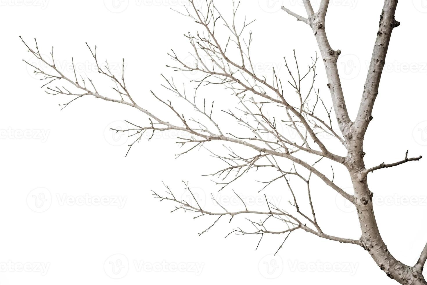 Bare Branch Isolated on White Background photo