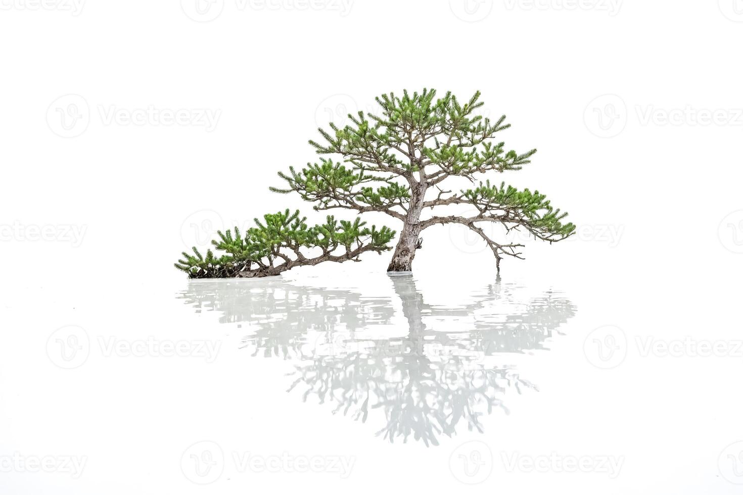 Pine Tree Reflection on Water photo