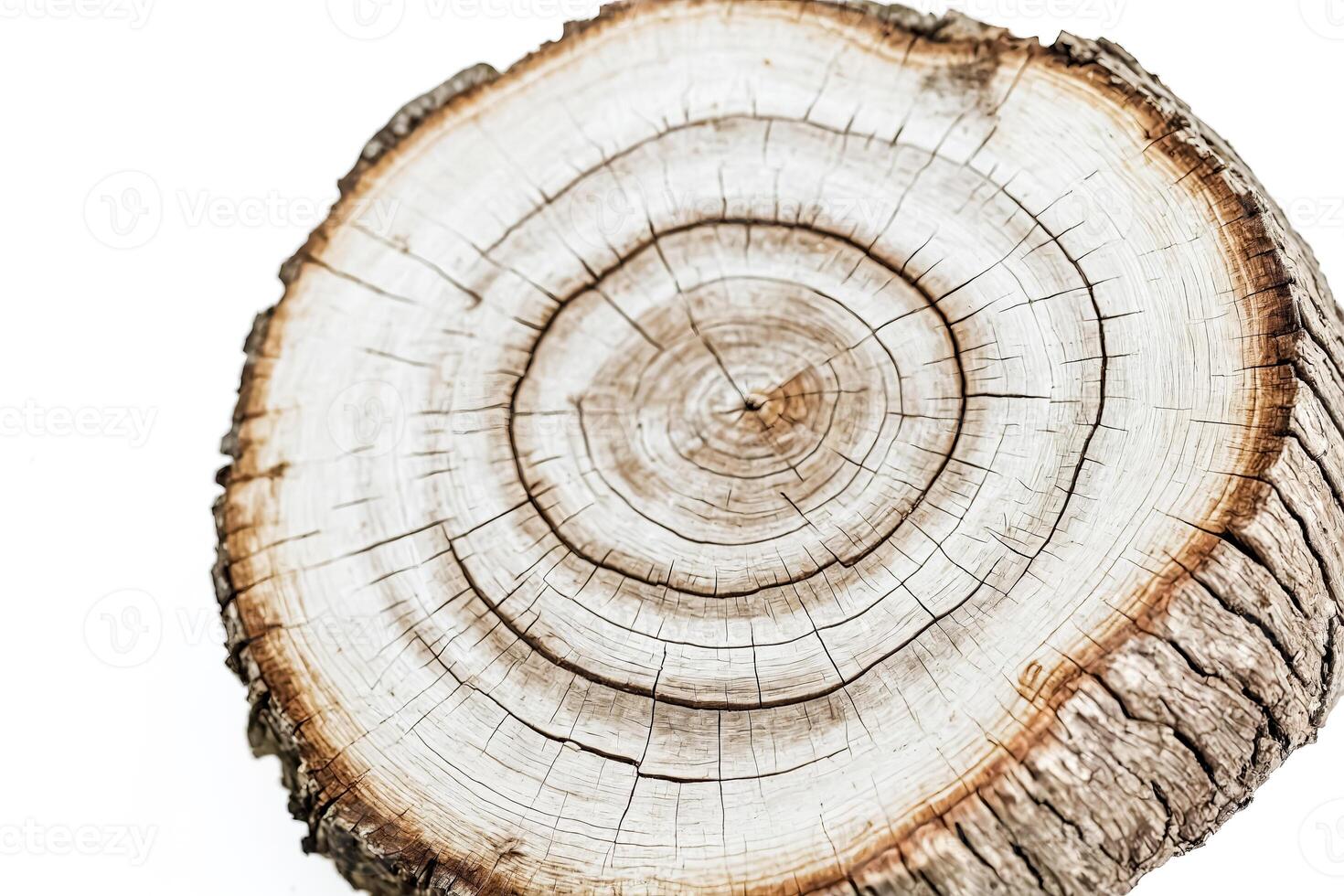 Tree Trunk Cross Section Texture photo