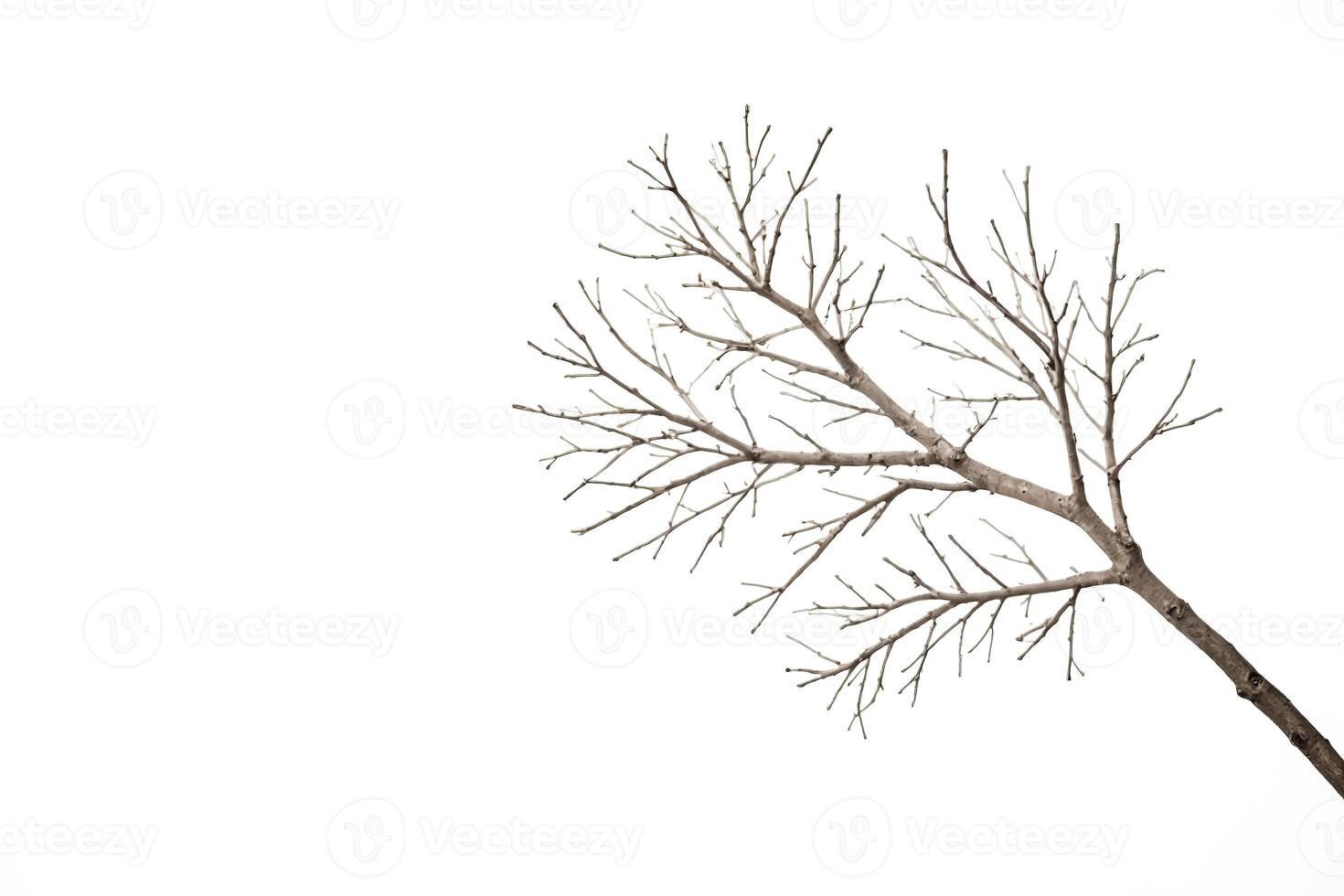 Bare Branch Isolated on White Background photo