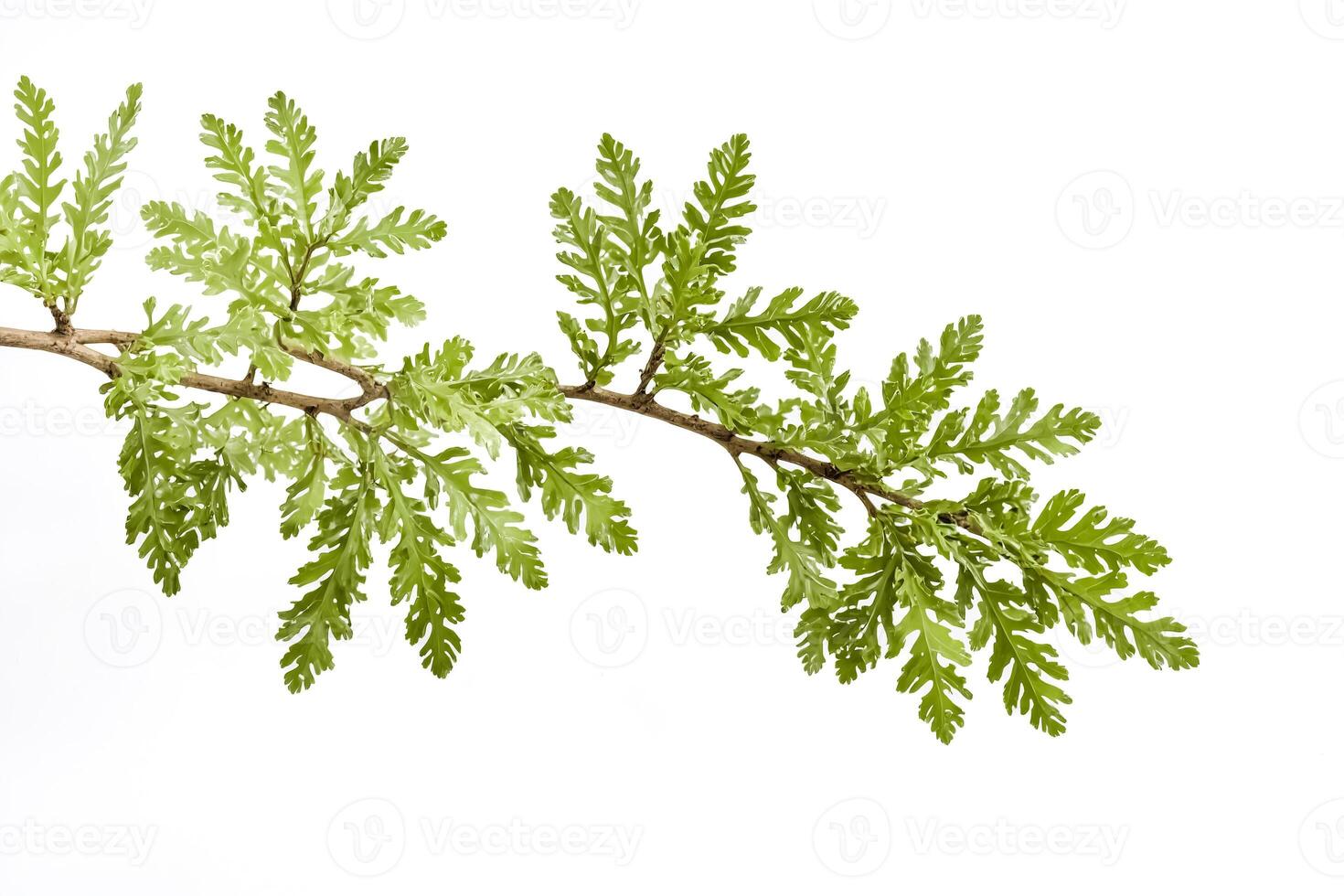 Green Branch Isolated on White Background photo