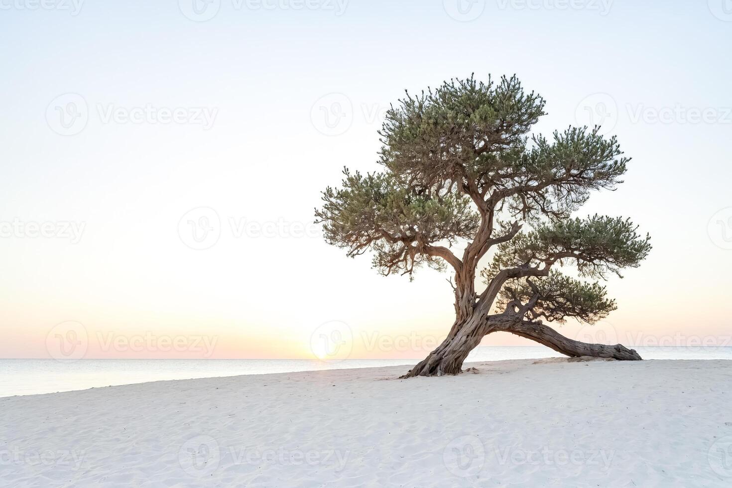 Solitary Tree on a Pristine Beach at Sunset photo