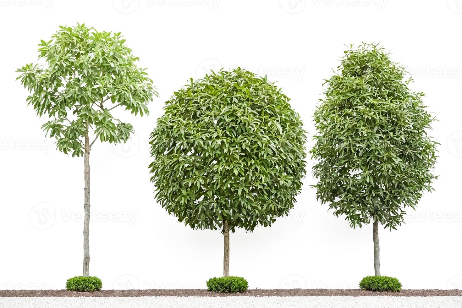 Three Green Trees Isolated on White Background photo