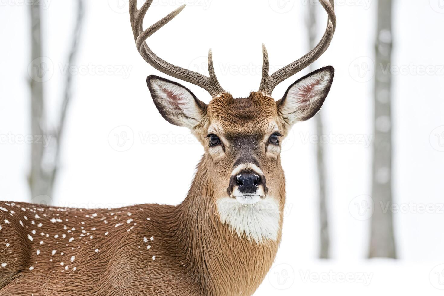 Close-up Portrait of a White-tailed Deer Buck in the Winter photo