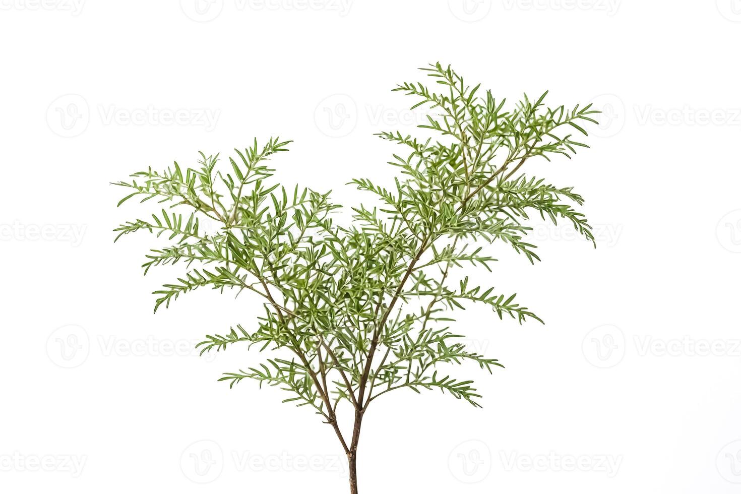 Sprig of Green Leaves Isolated on White photo