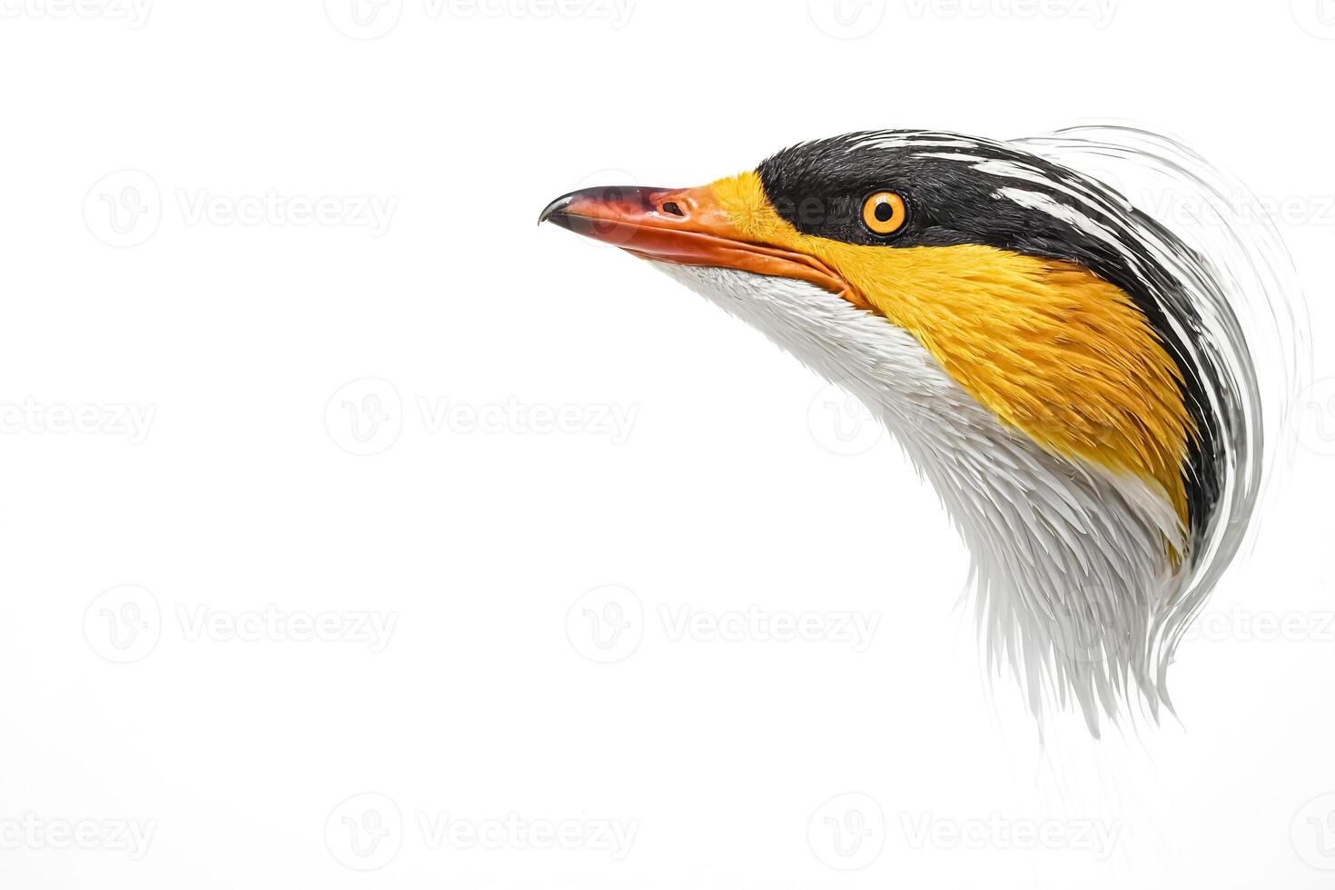 Yellow-Crested Cockatoo Portrait photo