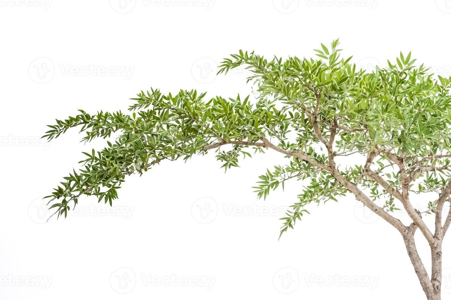 Lush Green Tree Branch Isolated on White Background photo
