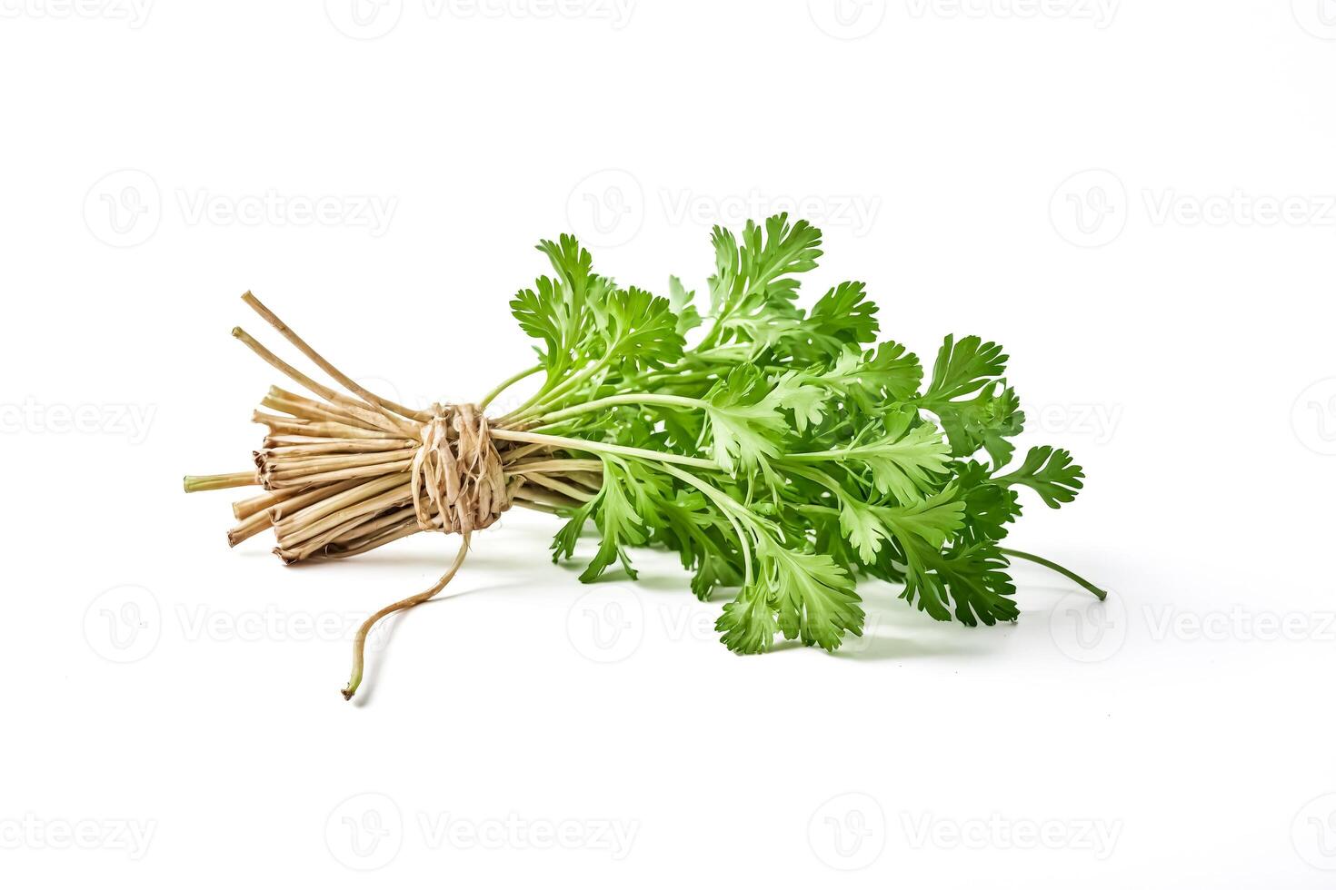 Bunch of Fresh Green Coriander photo