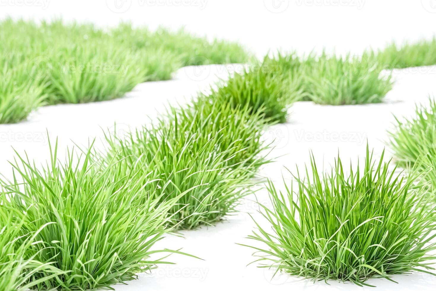 Green Grass Blades on White Background photo
