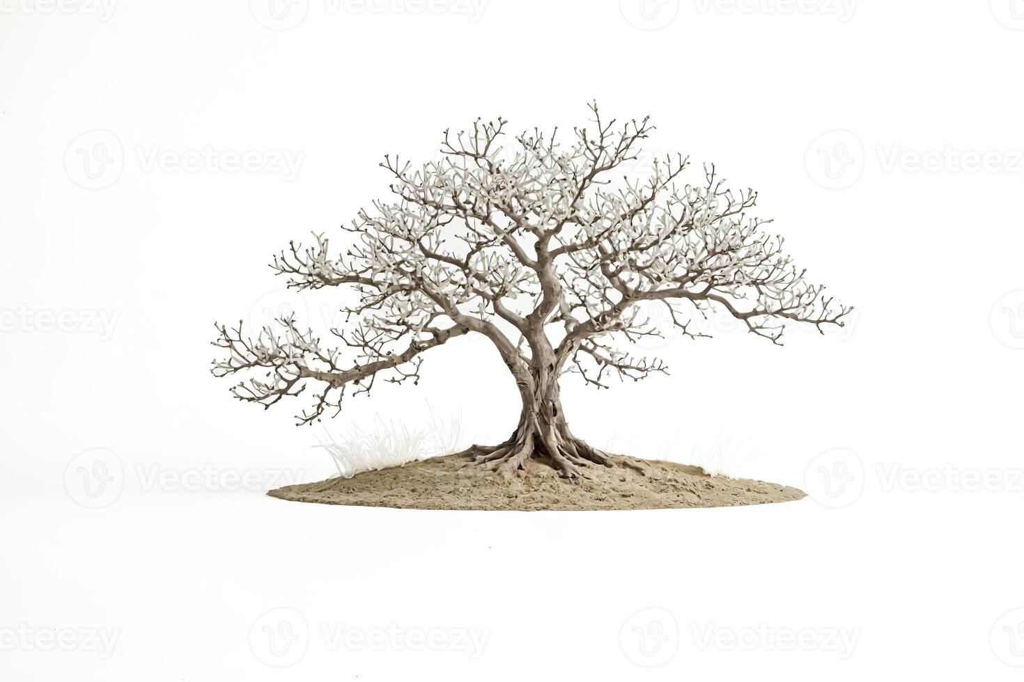 Bare Tree on White Background photo