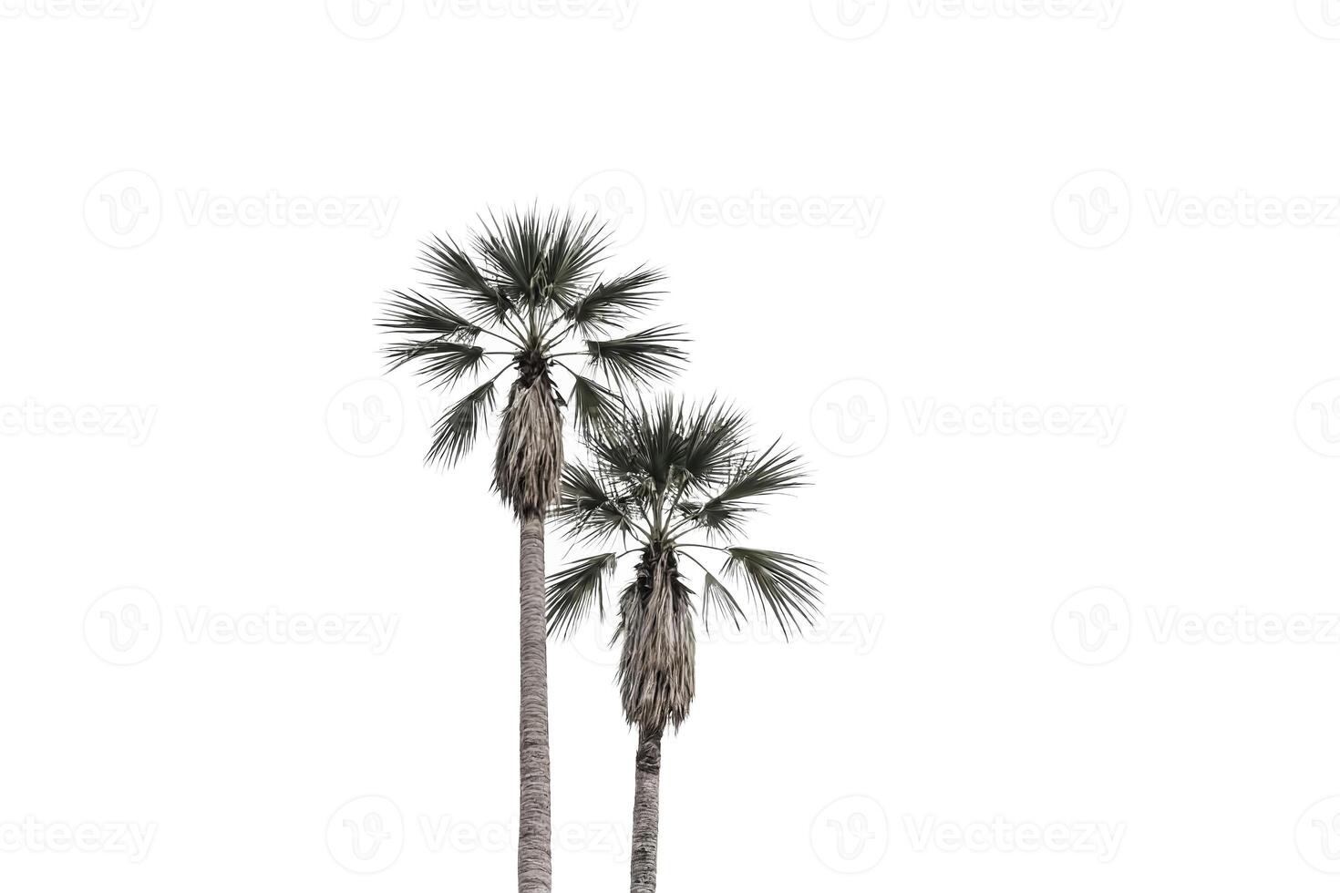Two Palm Trees Against A White Background photo