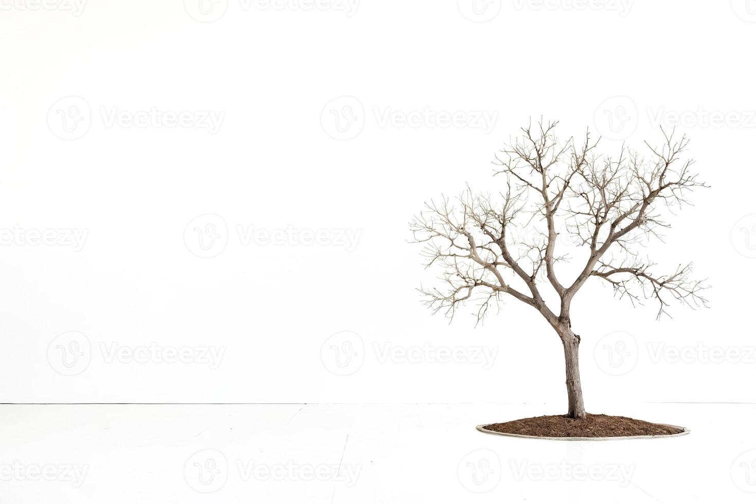 Bare Tree in White Room photo