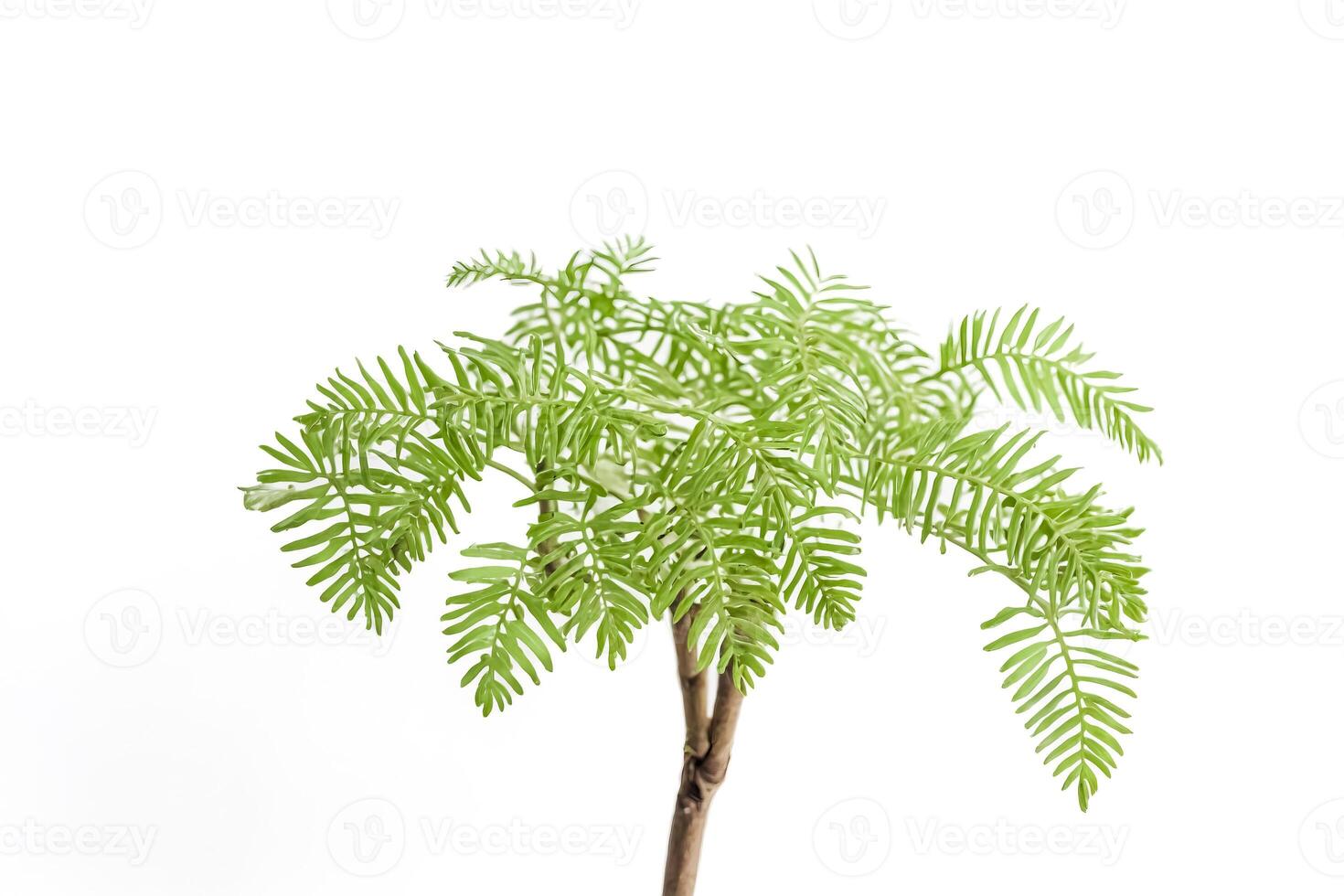 Green foliage plant with delicate leaves on white background photo
