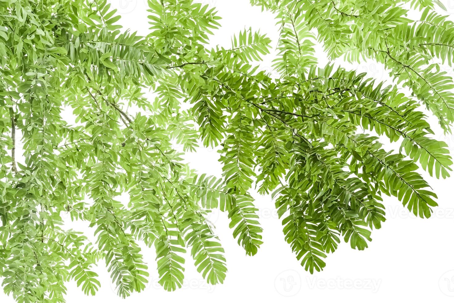 Green Leaves Isolated on White Background photo