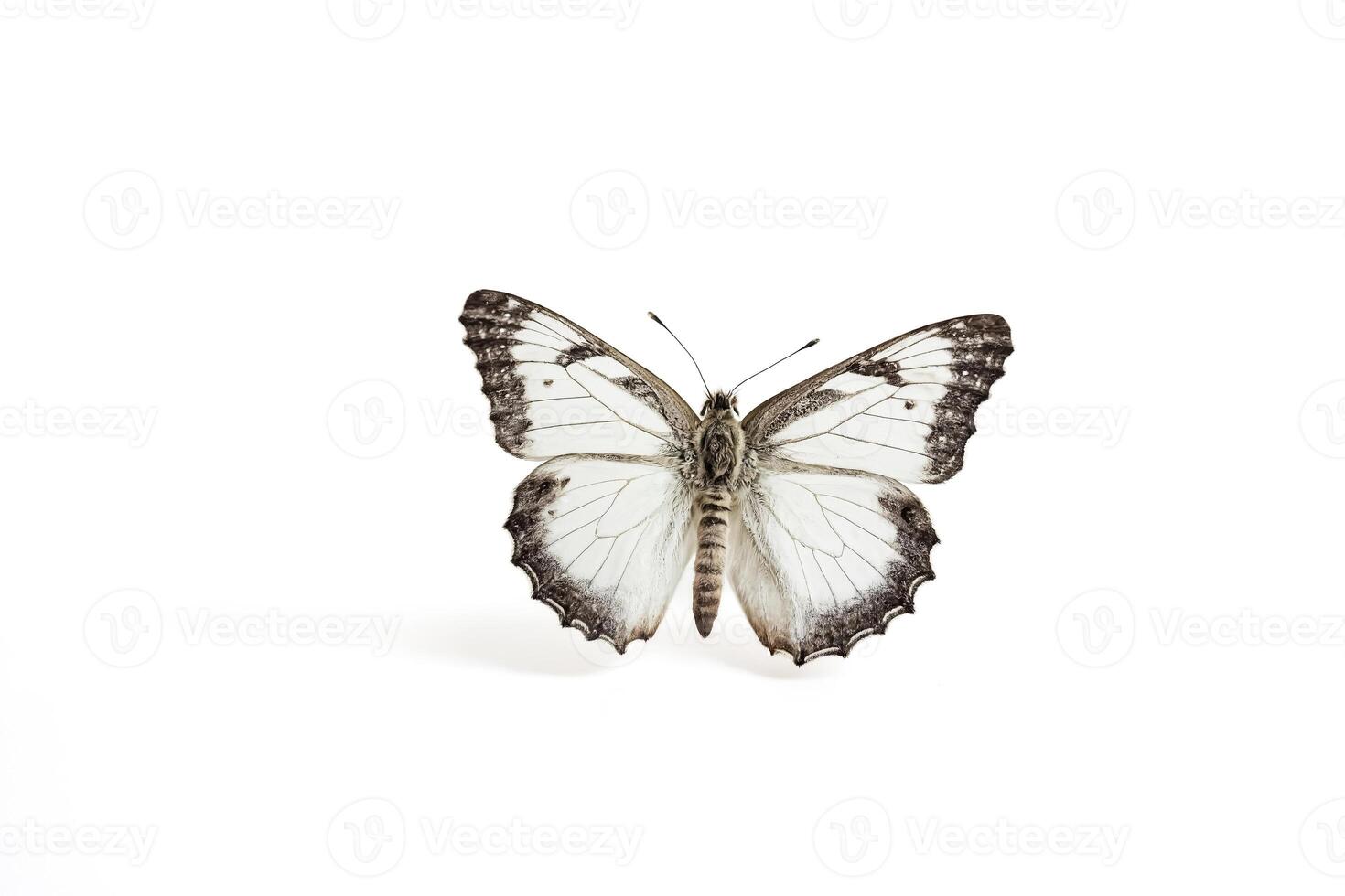 White Butterfly with Black and Brown Markings on Wings photo