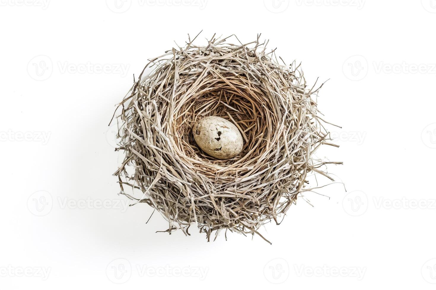 Bird's Nest with One Egg photo