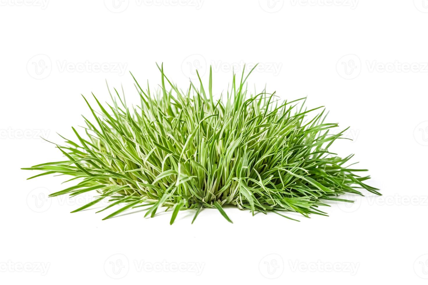 Fresh Green Grass Isolated On White Background photo