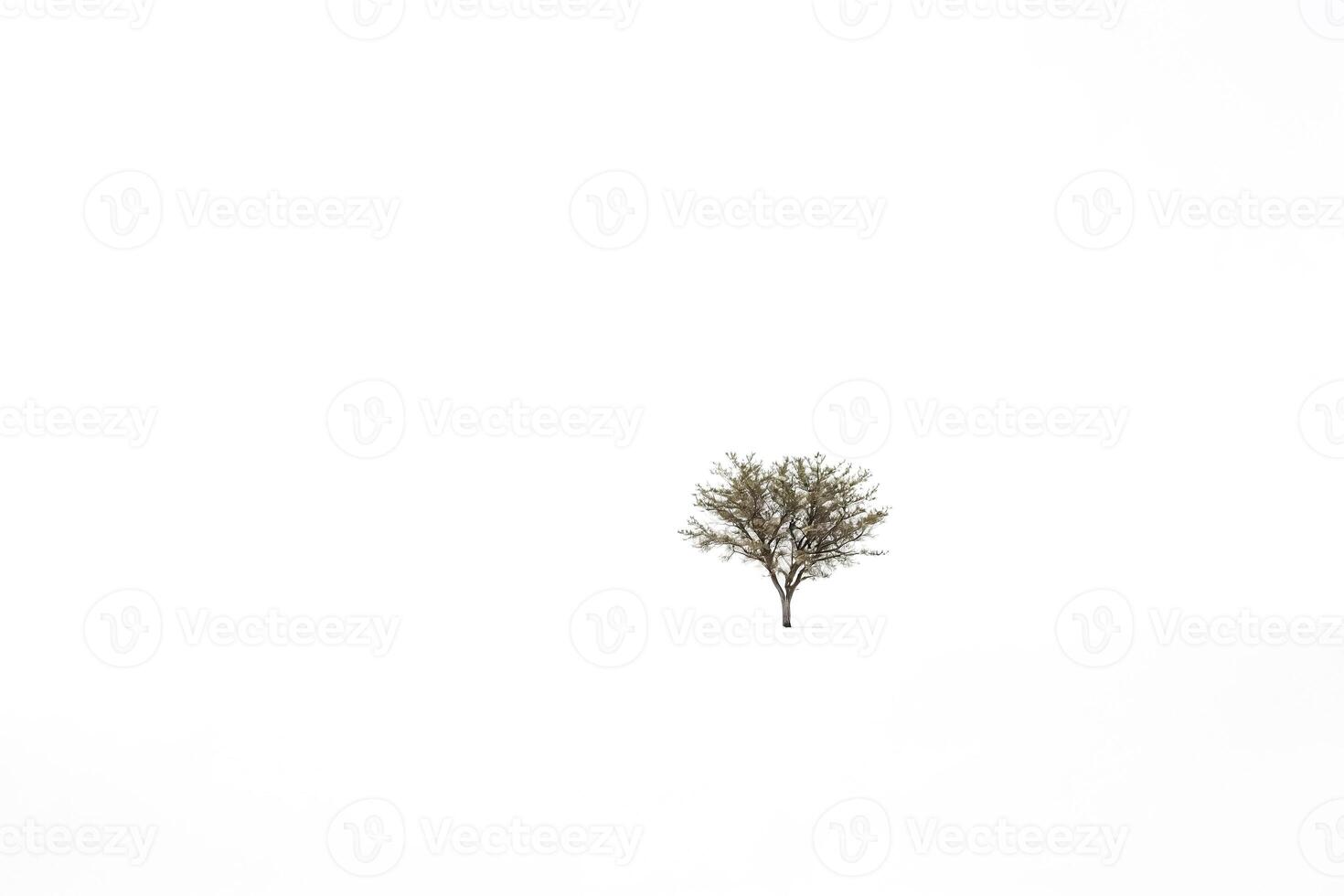 Lonely Tree in a Snowy Field photo