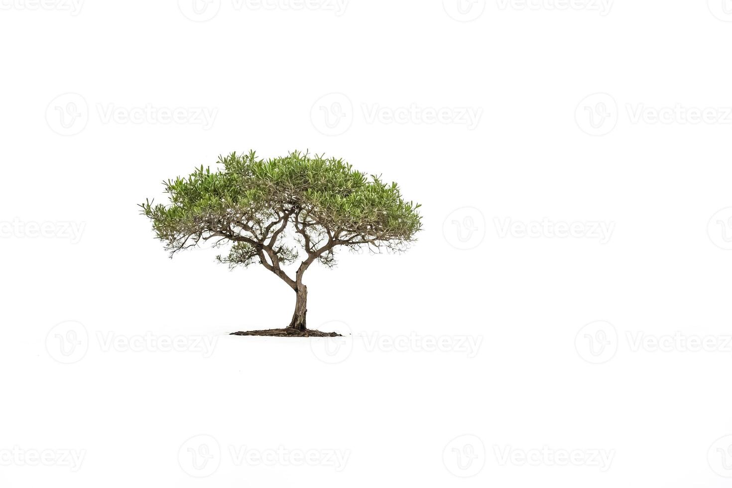 Solitary Tree Against a White Background photo