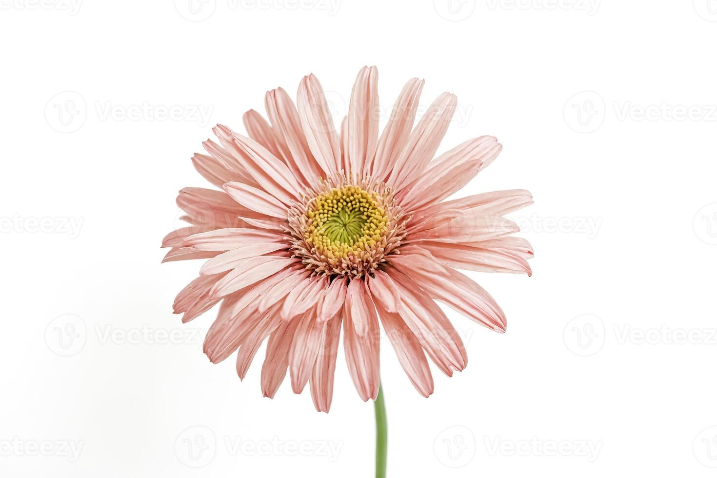 Close up of a pink gerbera daisy on a white background photo