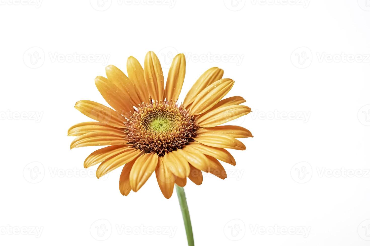 Single Orange Daisy on White Background photo