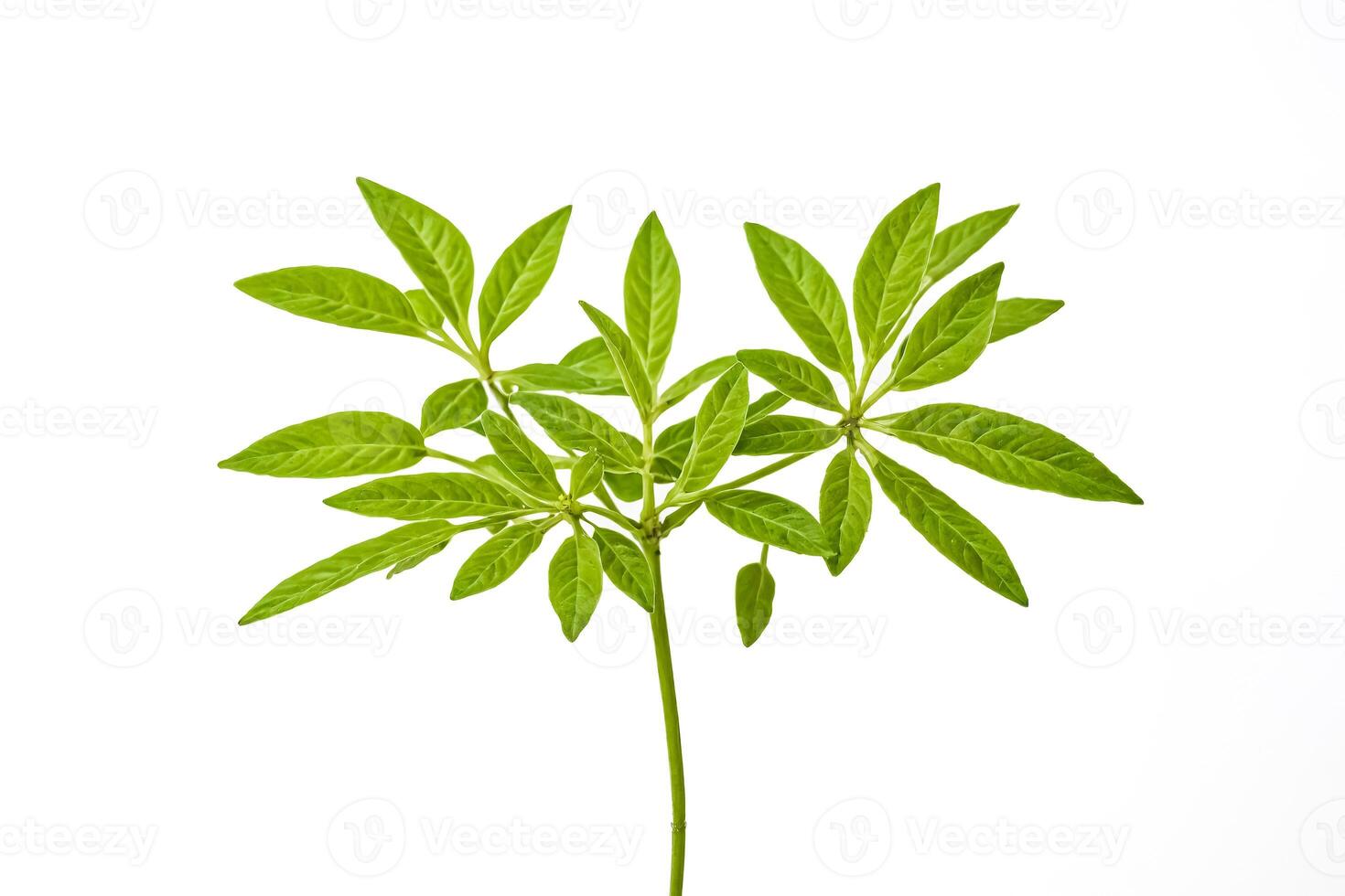 Green Leaves on a White Background photo