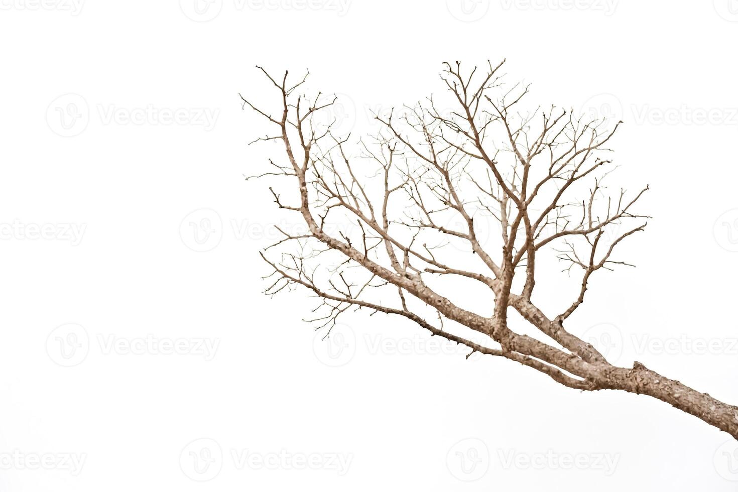 Branch of a bare tree against a white background photo
