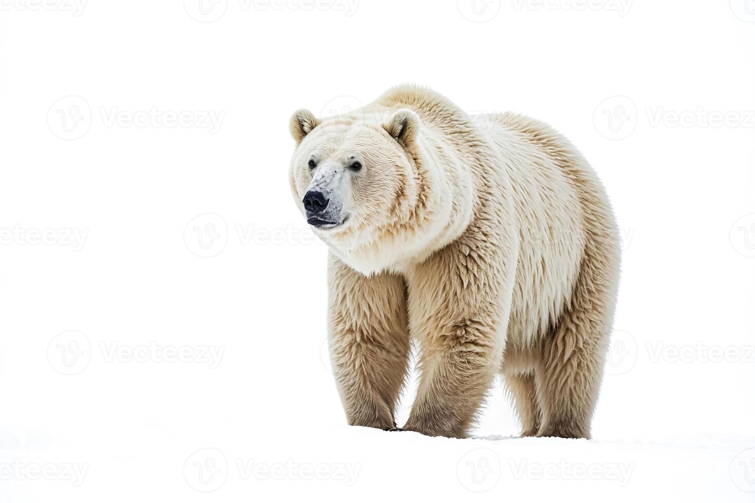 Polar bear standing in snow photo