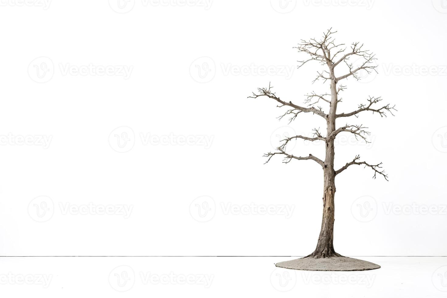Bare Tree on White Background photo