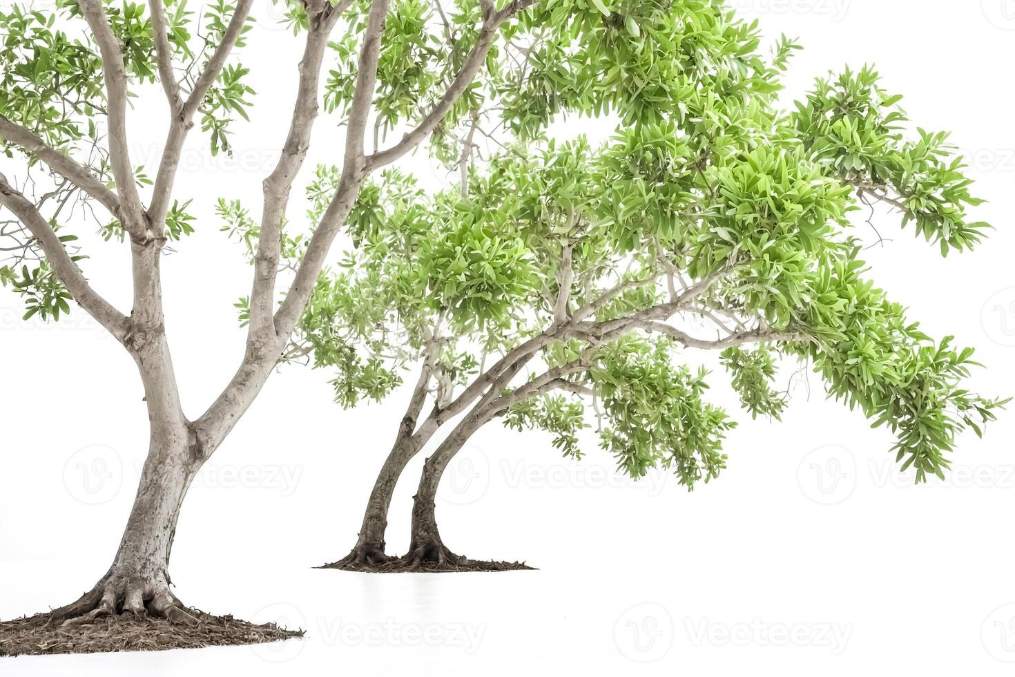 Two Trees with Green Leaves on a White Background photo