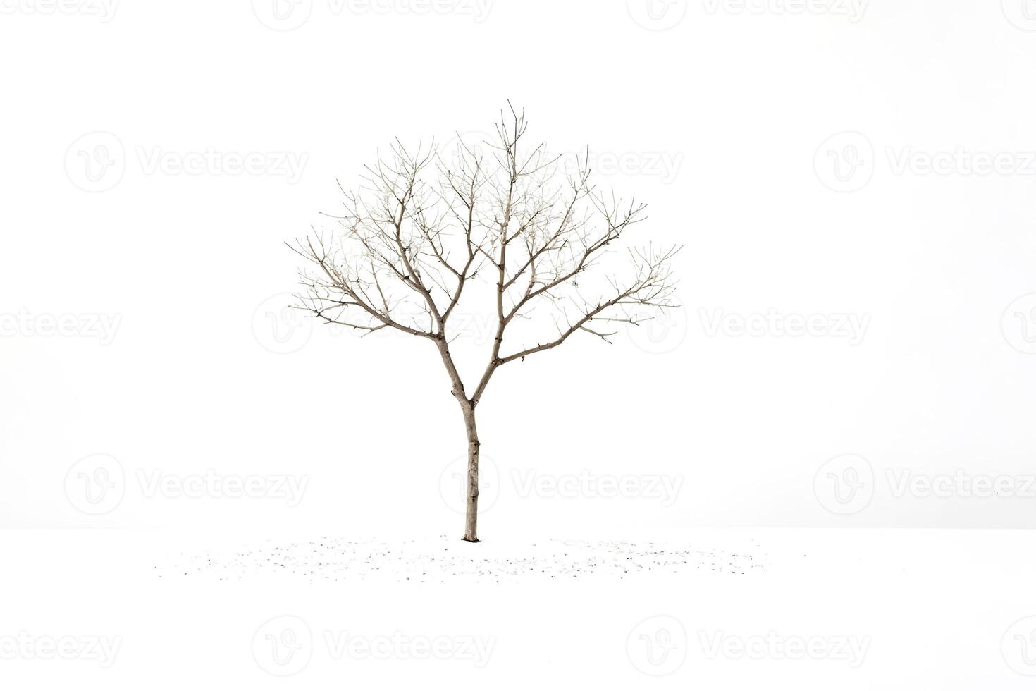 Bare Tree in a Winter Landscape photo