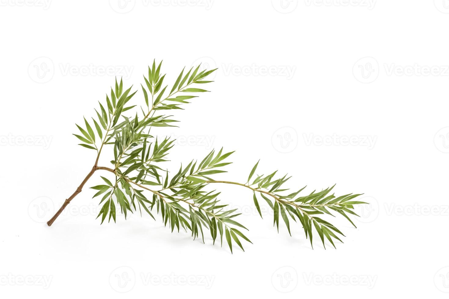 Green Willow Branch with Leaves on White Background photo