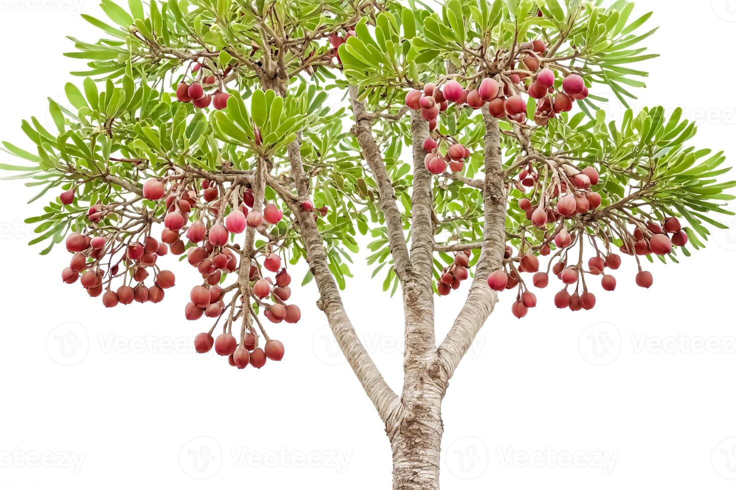 Closeup of a Tree Branch with Pink Fruits photo