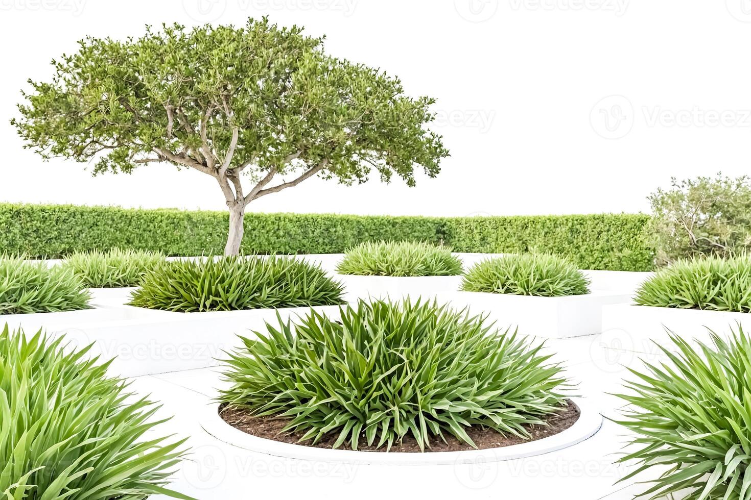 Lush Green Plants in a Modern Landscape photo