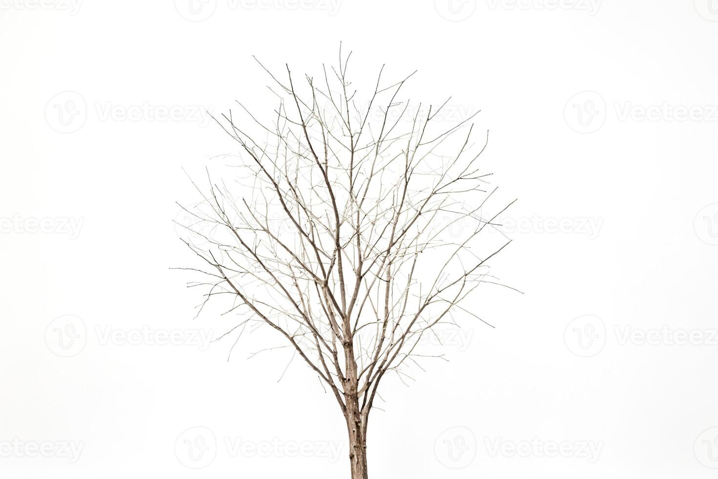 Bare Tree Branches Against White Background photo