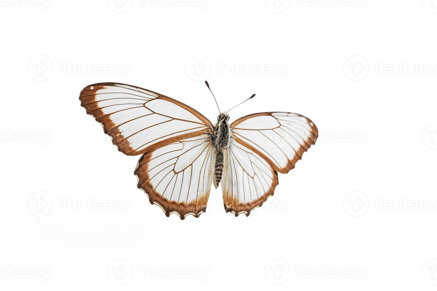 White Butterfly with Brown Border Isolated on White Background photo
