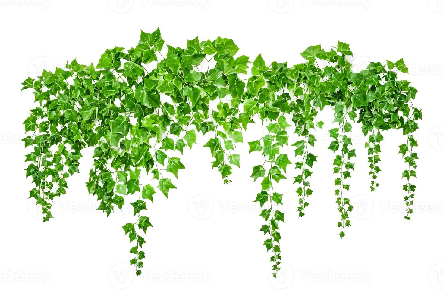 Green ivy vine isolated on white background photo